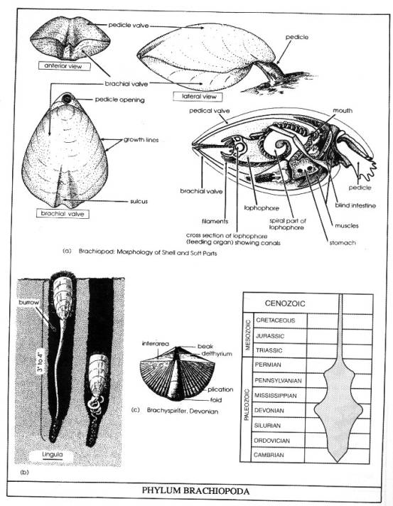 phylum brachiopoda