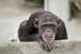 Chimpanzee_049035b-FaceCloseup