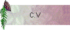 C.V