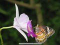 Malaysia-03